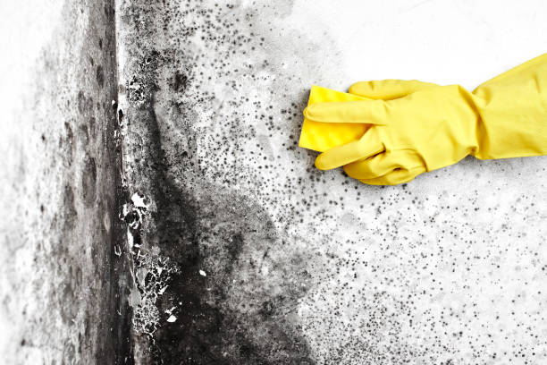 Best Attic Mold Removal  in Carl Junction, MO