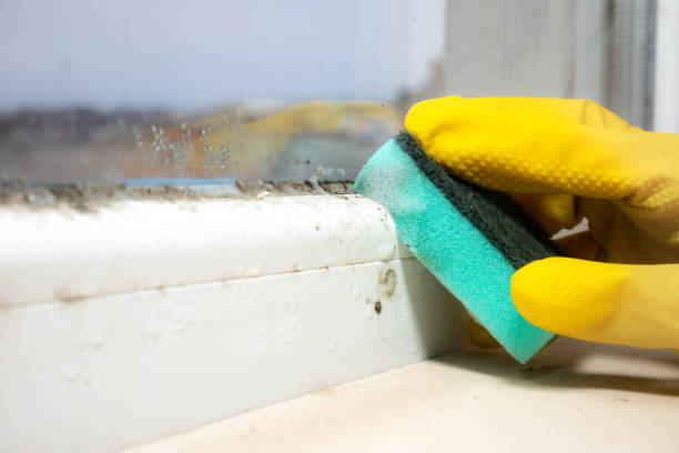 Best Mold Damage Repair  in Carl Junction, MO