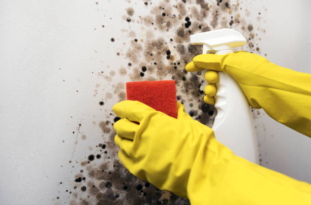Best Local Mold Removal Service  in Carl Junction, MO