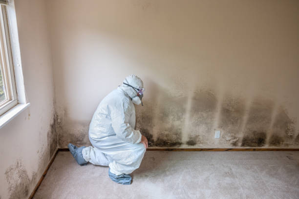Mold Removal Process in Carl Junction, MO