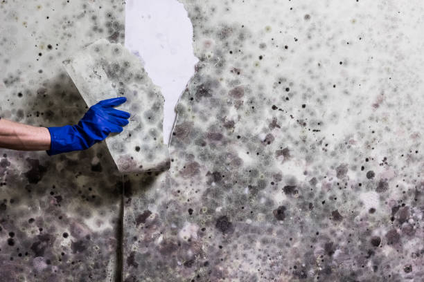 Best Toxic Mold Removal  in Carl Junction, MO